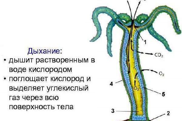 Kraken рабочий