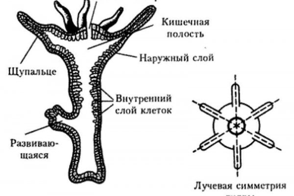 2krn сс что это